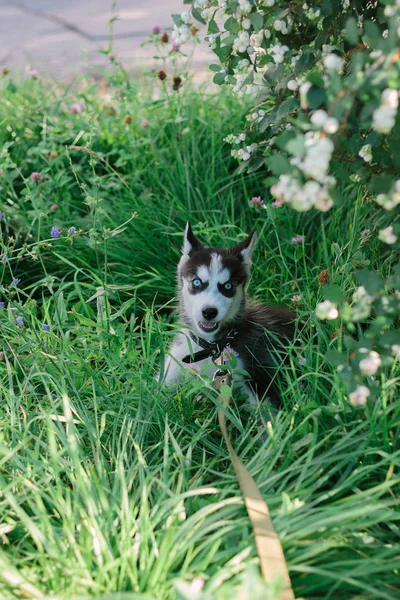 Pequeno Cão Husky Brincando Grama Dia Ensolarado — Fotografia de Stock