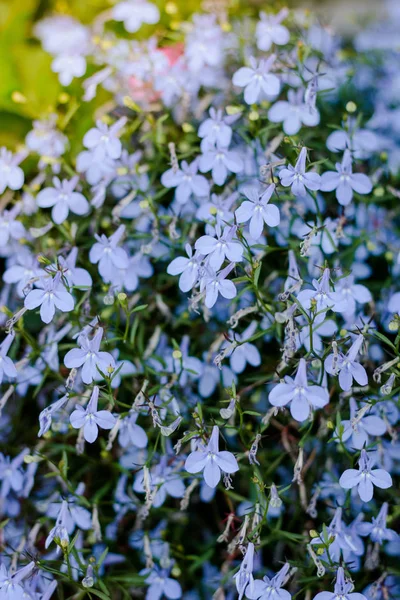 Malé Modré Květy Velkém Květinovém Záhonu Letní Zahradě — Stock fotografie