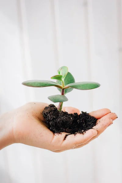 Small Sprout Green Plant Hand White Wall Background — Stock Photo, Image