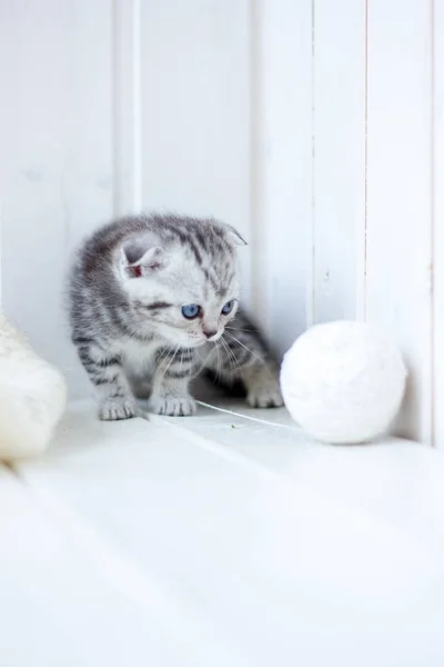Νέοι Γκρι Γάτα Παίζει Τις Μπάλες Του Νήματος — Φωτογραφία Αρχείου