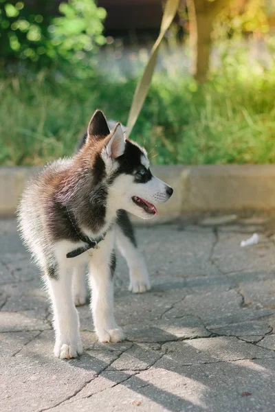 Pequeño Perro Husky Jugando Parque — Foto de Stock