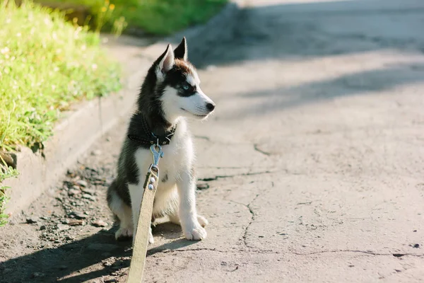 Husky Szczeniak Pobyt Drodze Słoneczny Dzień — Zdjęcie stockowe