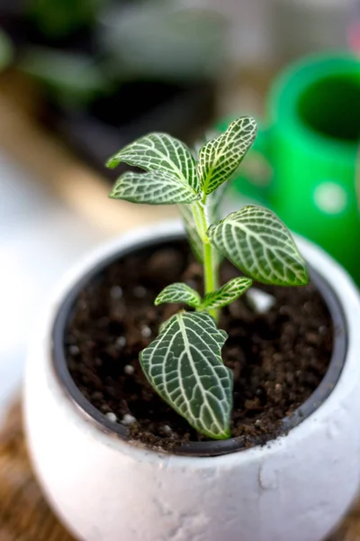 Groene Fittonia Kamerplant Een Pot Witte Bloem — Stockfoto