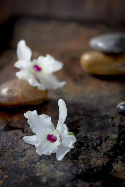 Pierres Spa Fleurs Orchidée Sur Fond Sombre — Photo