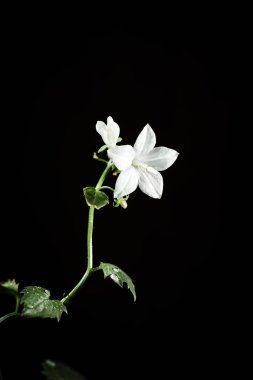 Siyah arka planda beyaz campanula çiçeği