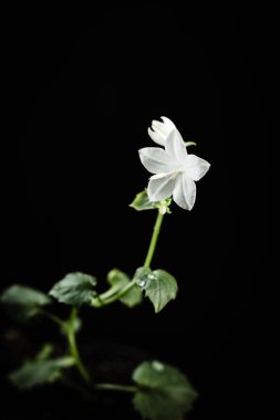 Siyah arka planda beyaz campanula çiçeği