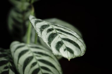 siyah bir zemin üzerine Calathea ctenanthe bitki