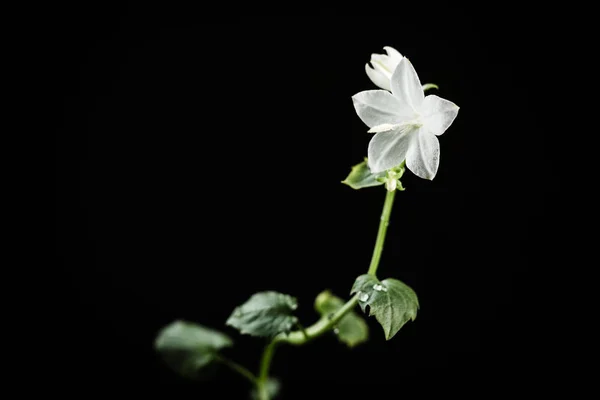 Siyah Arka Planda Beyaz Campanula Çiçeği — Stok fotoğraf