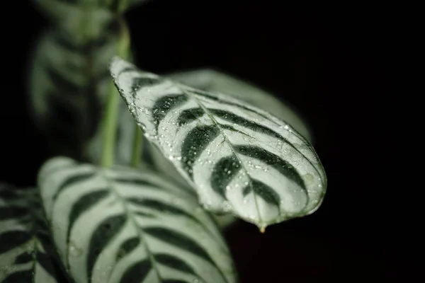 Растение Calatea Ctenanthe Чёрном Фоне — стоковое фото