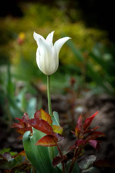 Tullip Λευκό Λουλούδι Στον Κήπο Μια Όμορφη Άνοιξη — Φωτογραφία Αρχείου