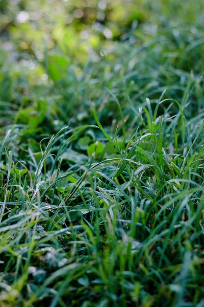 Зеленый Газон Капельками Росы — стоковое фото