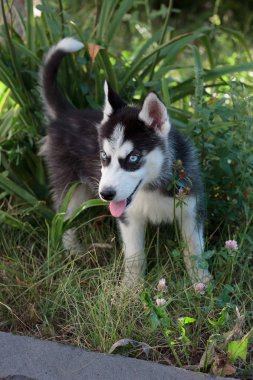Genç kurt köpek dışarıda yürüyor..