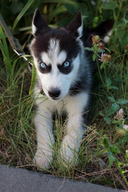 Genç kurt köpek dışarıda yürüyor..