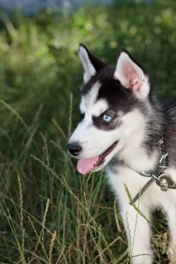 Genç kurt köpek dışarıda yürüyor..