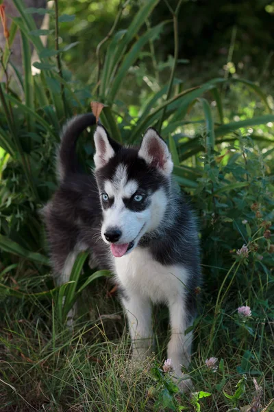 Jonge Husky Puppy Wandeling Buiten — Stockfoto
