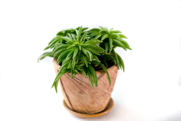 Красивая Пепперомия Растение Глиняный Горшок Белом Фоне — стоковое фото