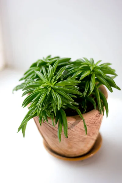 Beautiful Pepperomia Plant Clay Pot White Background — Stock Photo, Image
