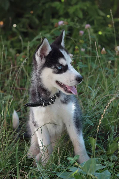 Jovem Filhote Cachorro Husky Caminhada Fora — Fotografia de Stock