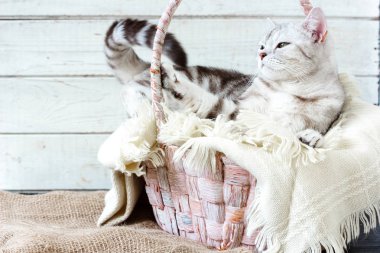 Beyaz ahşap arka planda sepette yatan gri İngiliz kedisi.