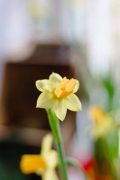 Beautiful Daffodil Flowers Home Plant — Stock Photo, Image