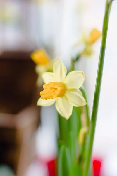 Hermosas Flores Narciso Como Planta Casera — Foto de Stock