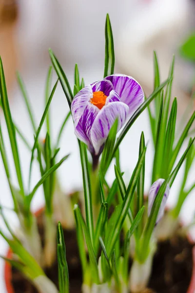 Hermosa Flor Cocodrilo Púrpura Floreciendo Una Olla — Foto de Stock