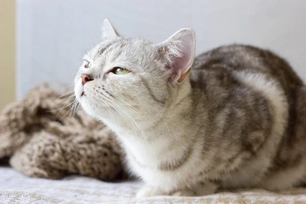 Портрет Британской Кошки Белом Фоне — стоковое фото