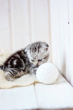 Beyaz zeminde oynayan küçük kedi yavrusunun portresi.