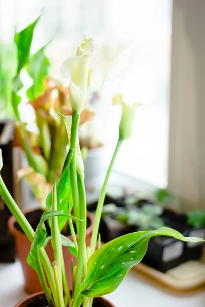 Белый Цветок Лилии Каллы Выращенный Домашнее Растение — стоковое фото