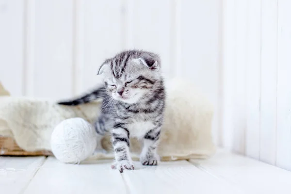 Graues Kätzchen Spielt Porträt Eines Jungen Und Entzückenden Kätzchens — Stockfoto