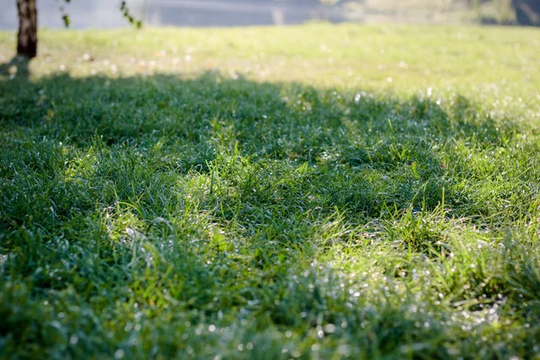 公園で露滴と緑の草の背景 — ストック写真