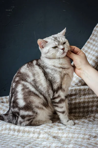 Těhotná Kočka Hraje Lidskou Rukou Textilního Materiálu — Stock fotografie