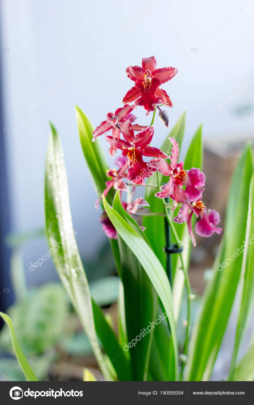 Beautiful Miltonia Orchid Red Colored Window Stock Photo C Sharafmaksumov 190555054