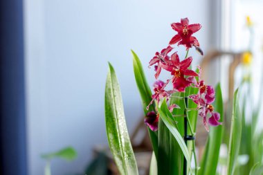 Evinde parlak bir pencere üzerinde güzel orkide çiçekler.
