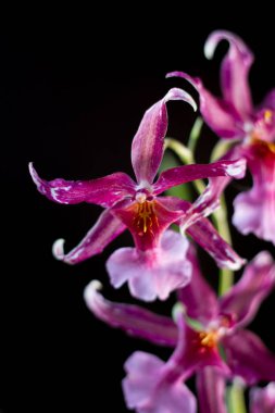 Stüdyoda siyah arkaplanda orkide çiçekleri.