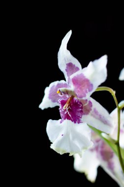 Stüdyoda siyah arkaplanda orkide çiçekleri.
