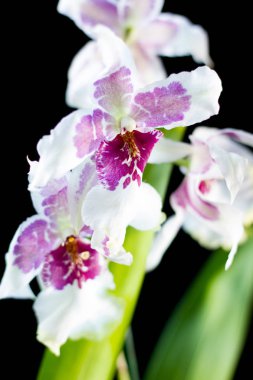 Stüdyoda siyah arkaplanda orkide çiçekleri.