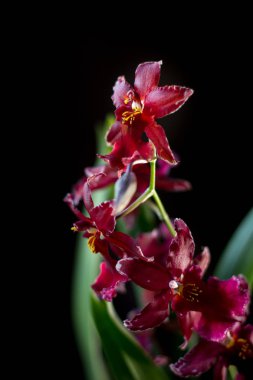 Stüdyoda siyah arkaplanda orkide çiçekleri.