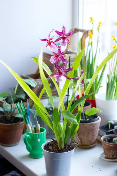 Belle Orchidée Sur Jardin Maison Sur Blanc — Photo