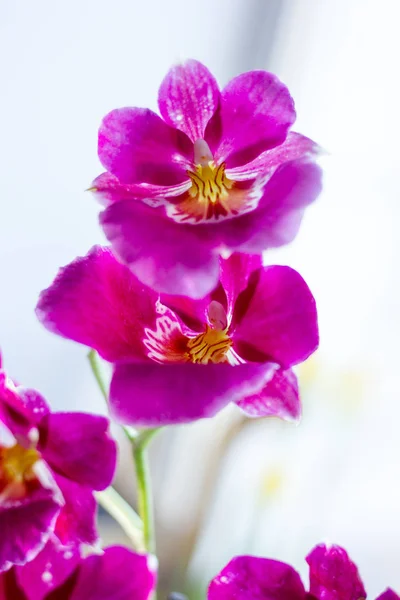 Orquídea Roxa Bonita Uma Janela Brilhante Dia Ensolarado — Fotografia de Stock