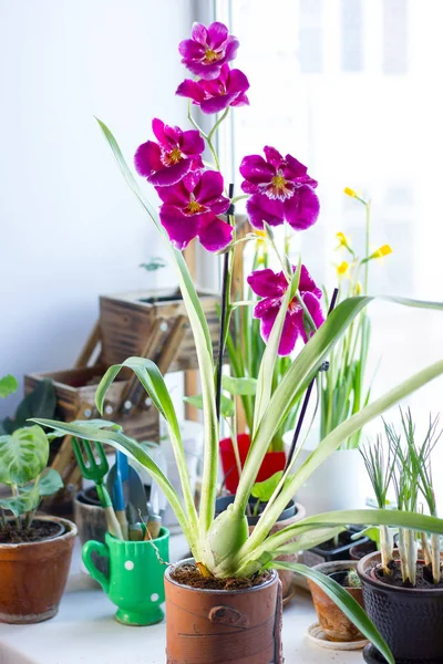 Belle Orchidée Violette Sur Une Fenêtre Jour Ensoleillé — Photo