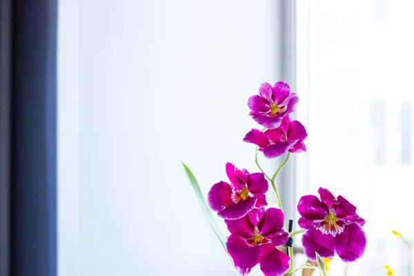 Орхідея Камбрія Фіолетового Кольору Яскравому Фоні — стокове фото