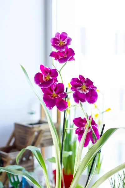 晴れた日の窓に美しい紫色の蘭 — ストック写真
