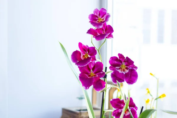 Орхидея Камбрия Фиолетовая Окрашенная Ярком Фоне — стоковое фото