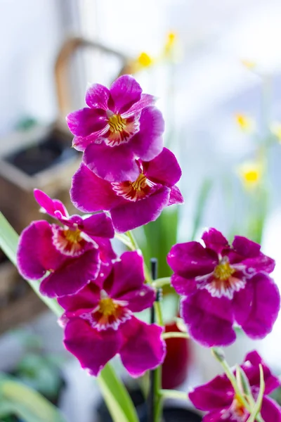 Cambria Orchid Roxo Colorido Fundo Brilhante — Fotografia de Stock