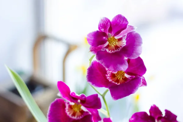 Orchidea Cambria Viola Colorato Uno Sfondo Luminoso — Foto Stock