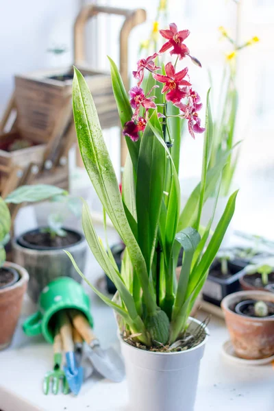 Belles Fleurs Orchidée Sur Une Fenêtre Lumineuse Maison — Photo