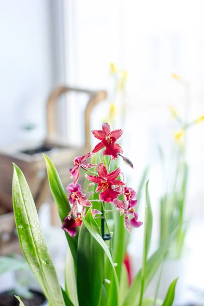 Красивые Цветы Орхидеи Ярком Окне Доме — стоковое фото