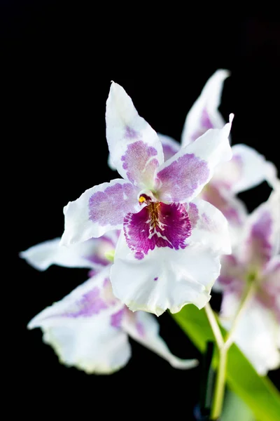 Flores Orquídeas Fundo Preto Estúdio — Fotografia de Stock