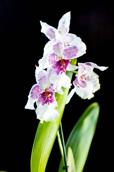 Flores Orquídeas Fundo Preto Estúdio — Fotografia de Stock